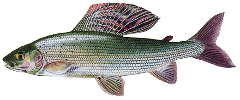 Lipan podhorn&iacute;
