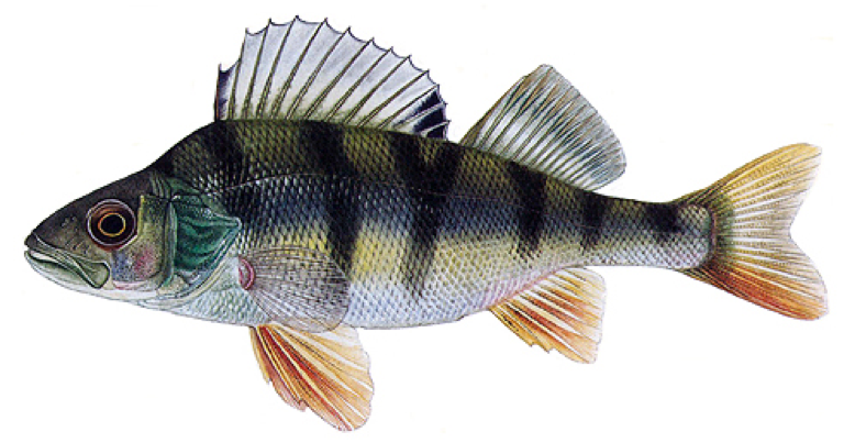 Okoun ř&iacute;čn&iacute;