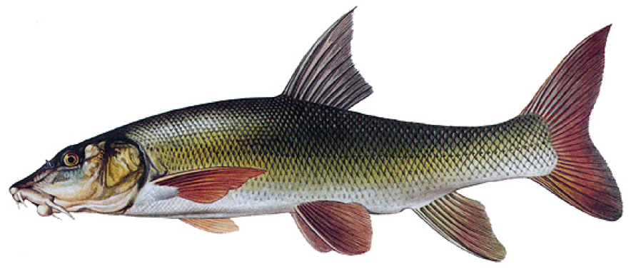 Parma obecn&aacute;