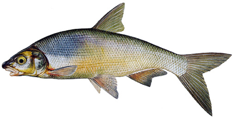 Podoustev ř&iacute;čn&iacute;