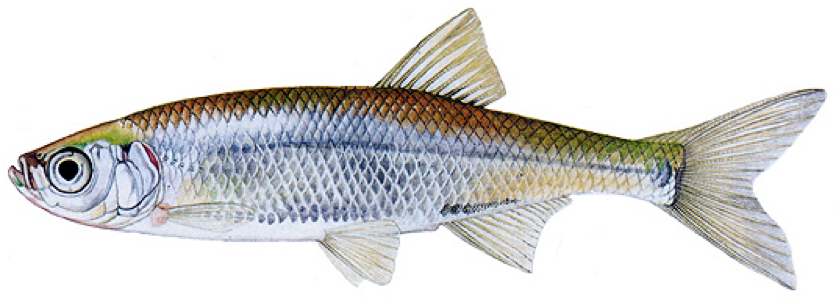 Slunka obecn&aacute;