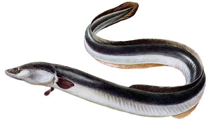 &Uacute;hoř ř&iacute;čn&iacute;