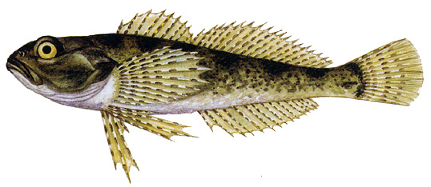 Vranka pruhoploutv&aacute;
