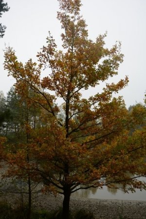 dsc-0048.jpg